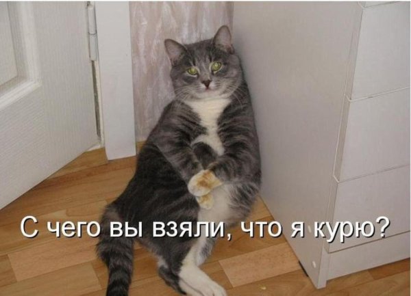 котики с надписями