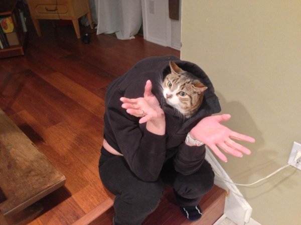 ну бывает кот