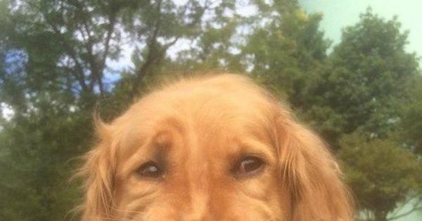 золотистый ретривер