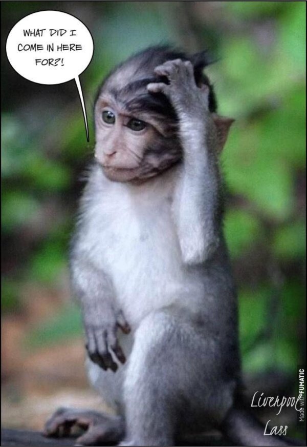 cмешные животные