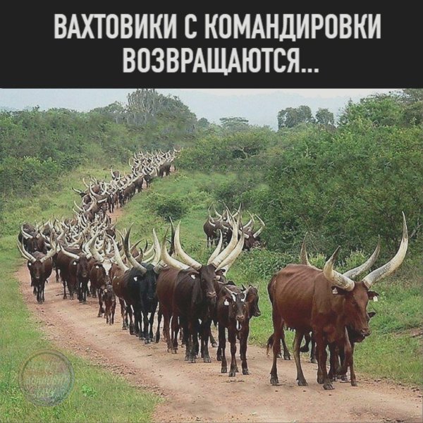 африканская корова ватусси