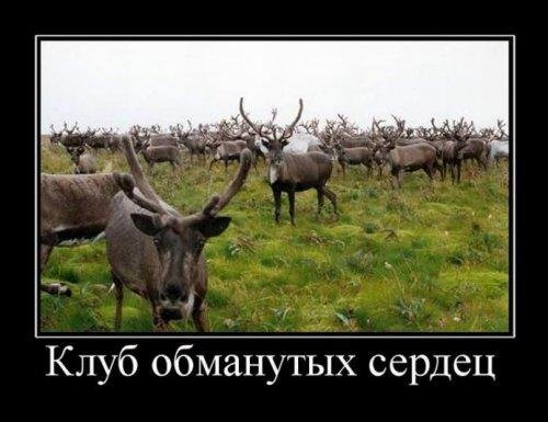 северного оленя