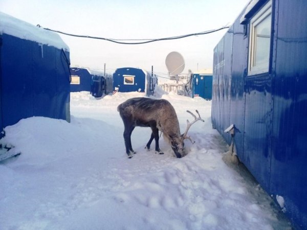 северный олень тундра