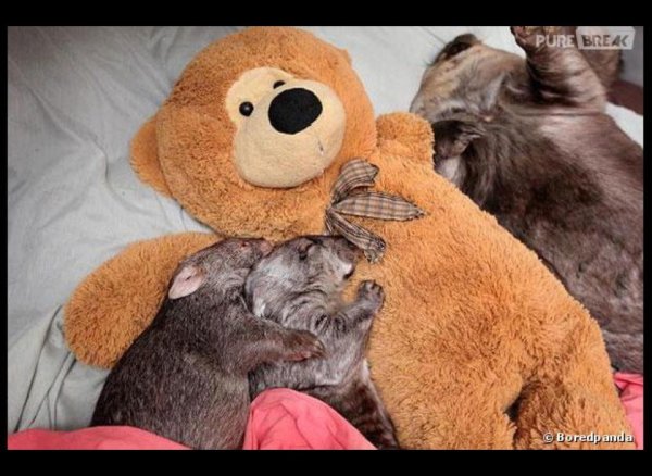 детеныш вомбата