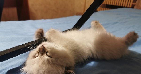 очаровательные котята