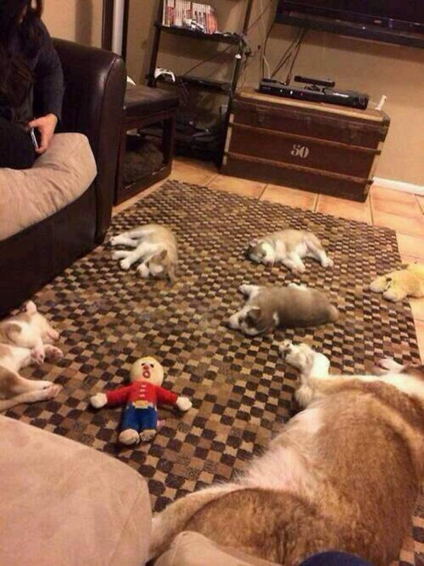 щенки хаски