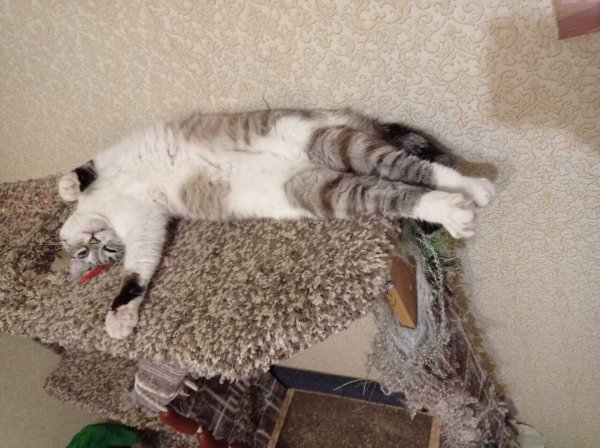 кошка беспородная