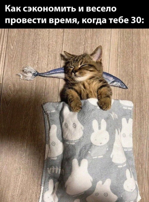 кошка смешная