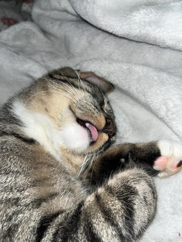 спящие коты