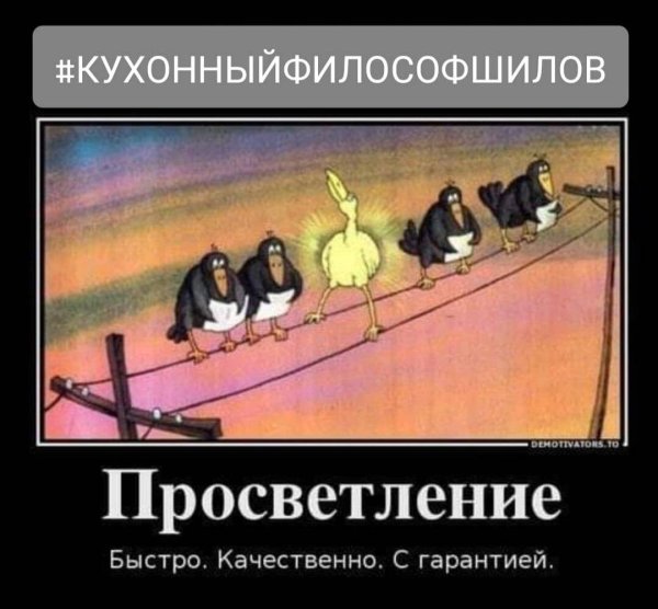 птицы на проводах