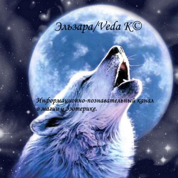 волки и луна