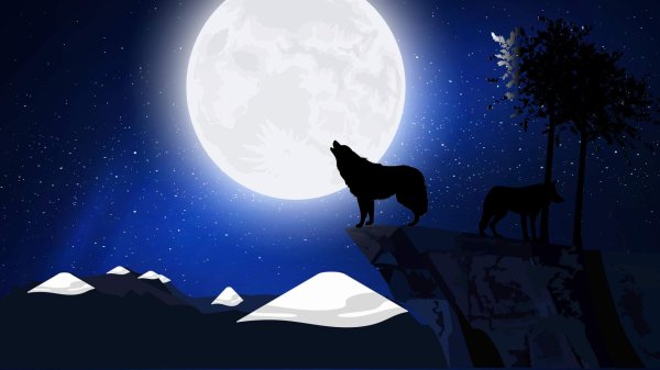 волк под луной