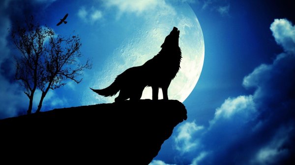 силуэт волк