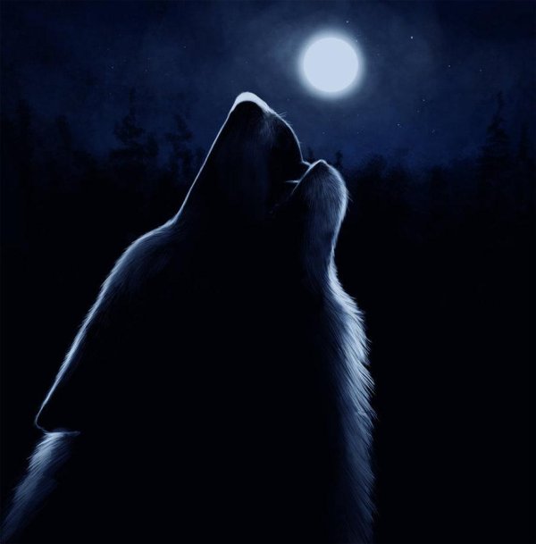волки ночью