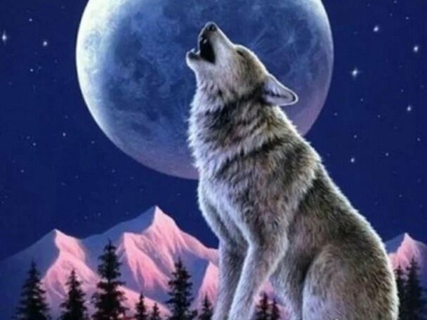 волки и луна