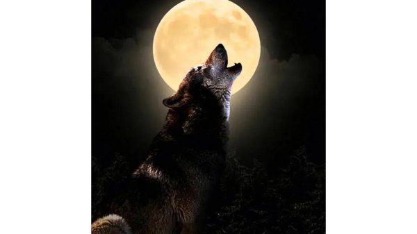 волки ночью