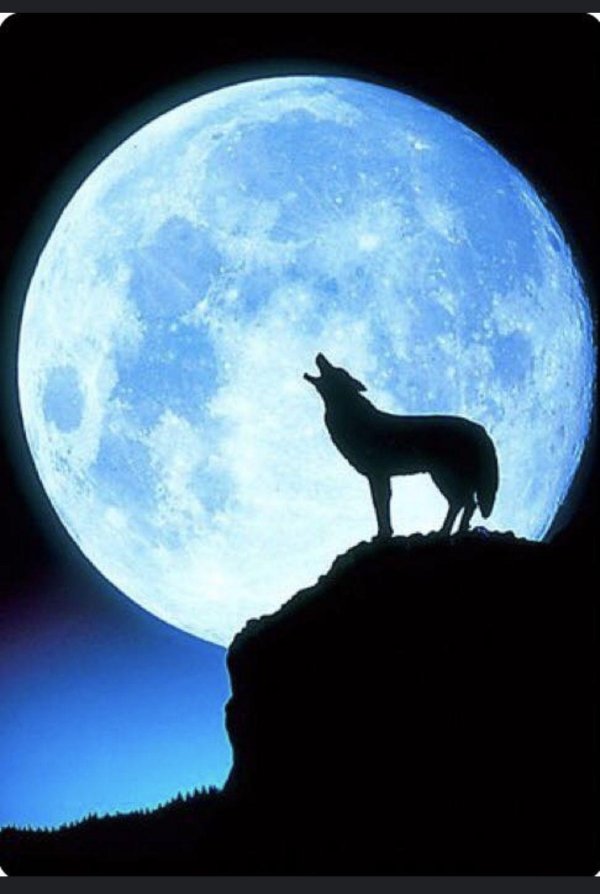 wolf moon