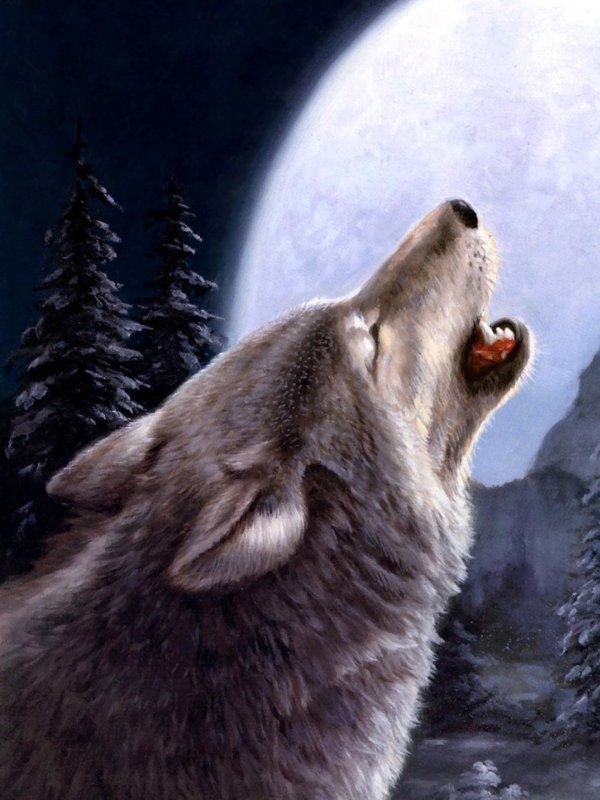 волки красивые