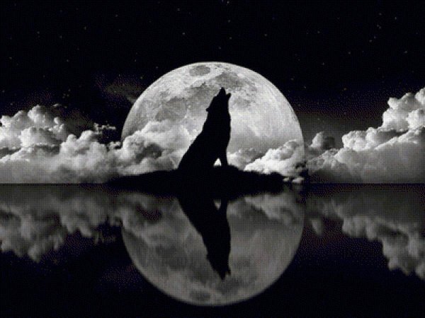 волк под луной