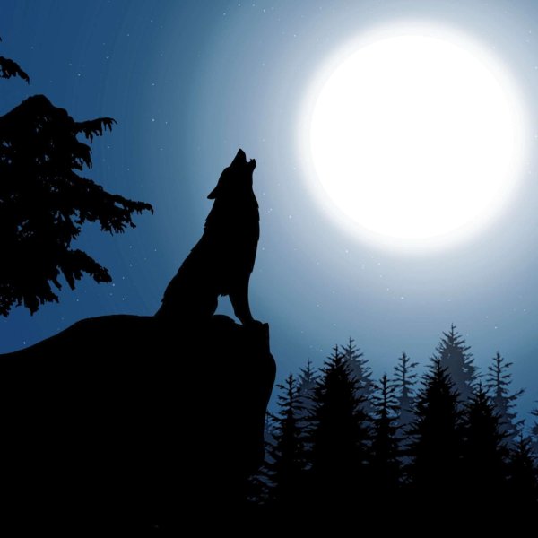 волк под луной