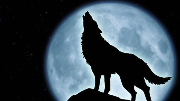 воющий волк