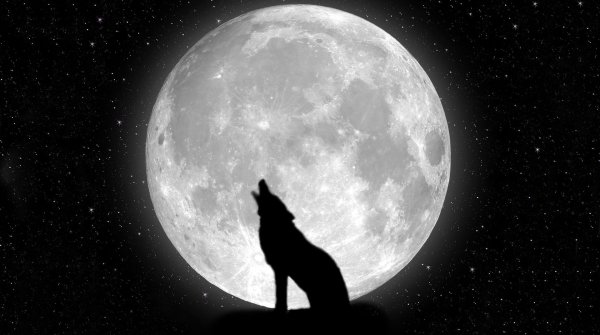 moon wolf