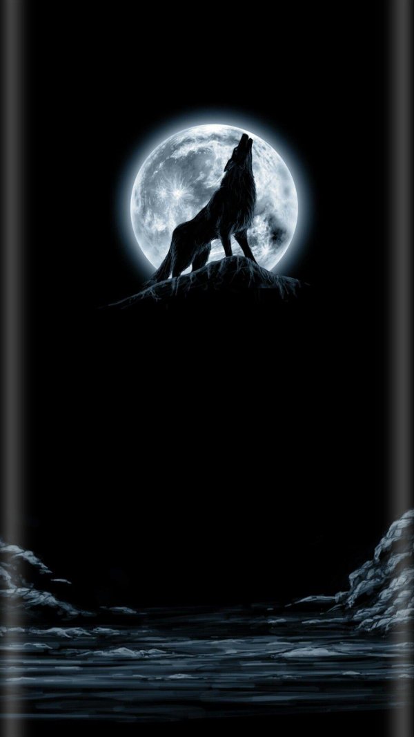 волк под луной