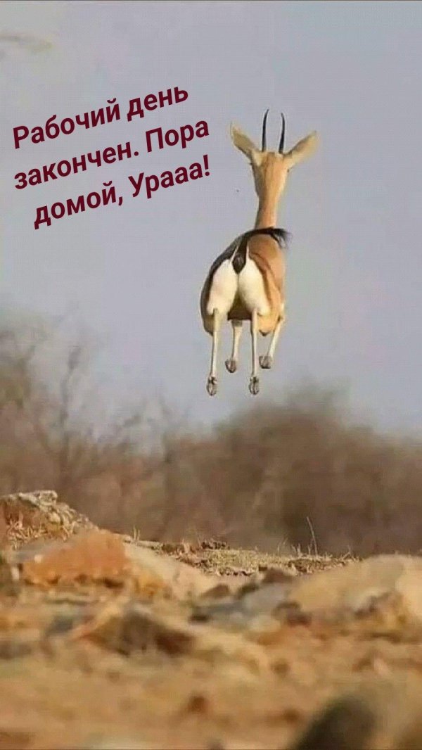 антилопа спрингбок