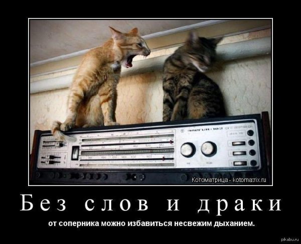 орущие коты