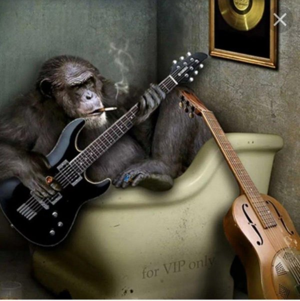 животные музыканты