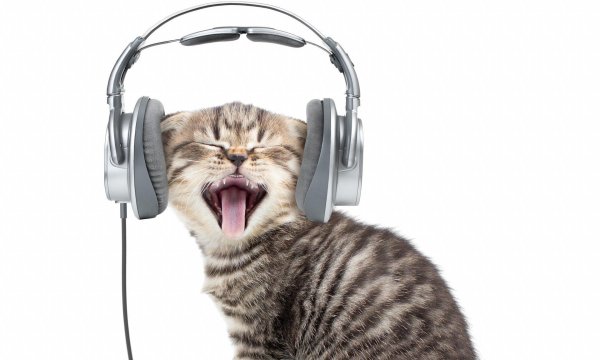 животные в наушниках