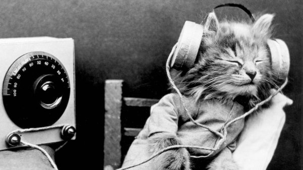 котик слушает музыку