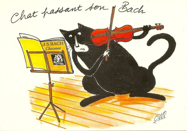 кошки музыканты