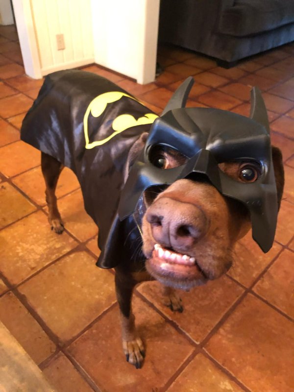 доберманпинчер бэтмен