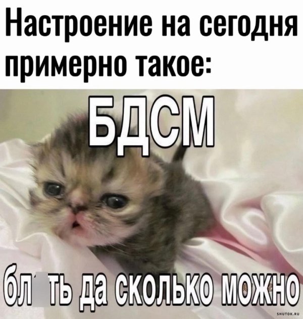 очаровательные котята
