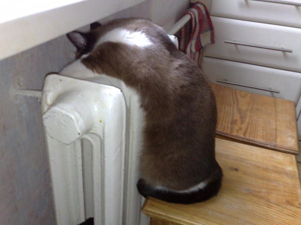 дали отопление