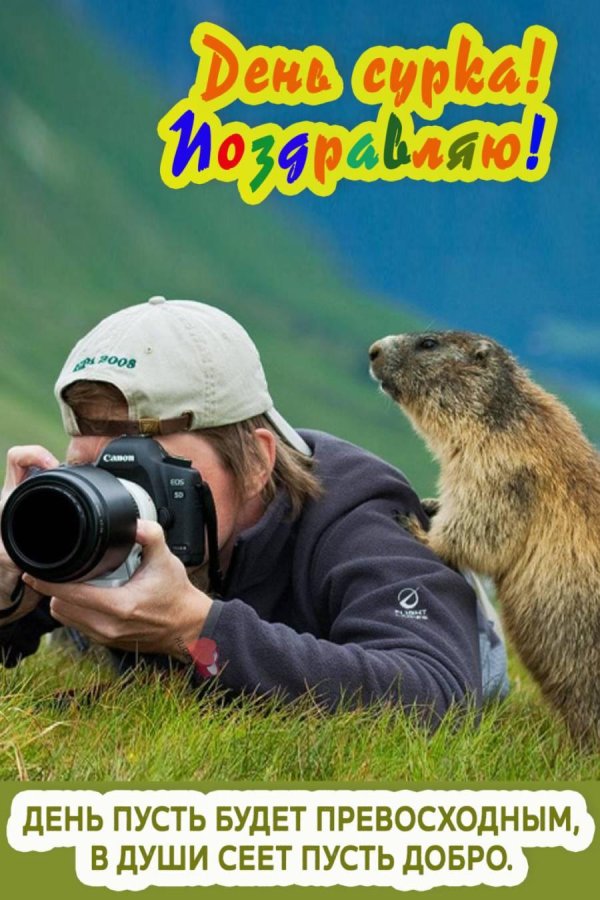 альпийский сурок