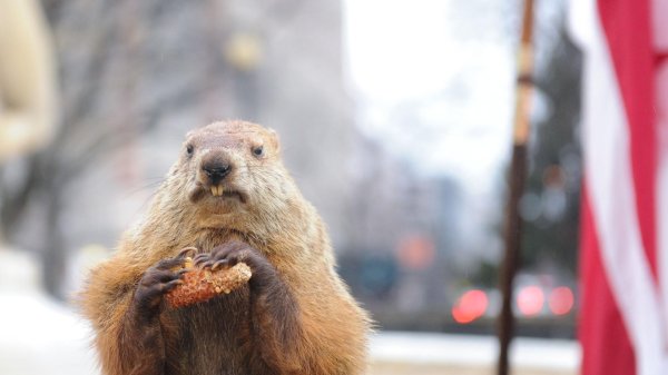 сурокбайбак крик