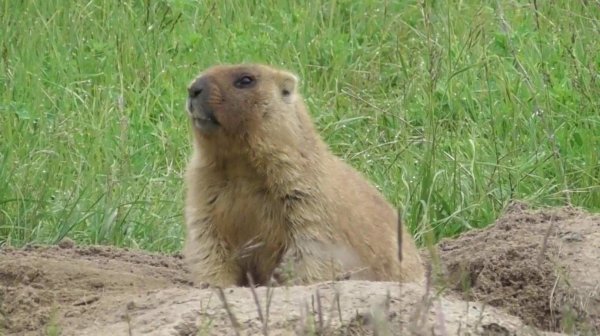 сурки байбаки
