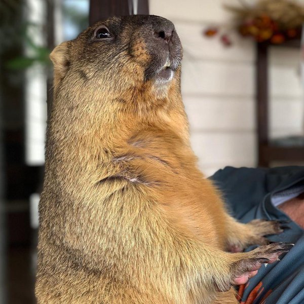 сурки ленинградский зоопарк