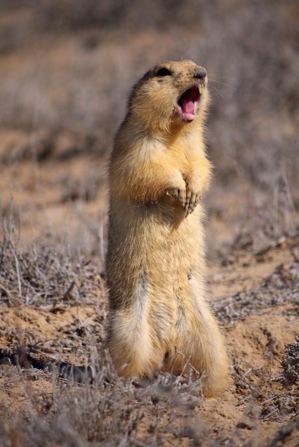 желтый суслик