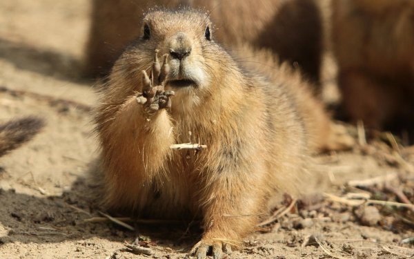 байбак луговая собачка