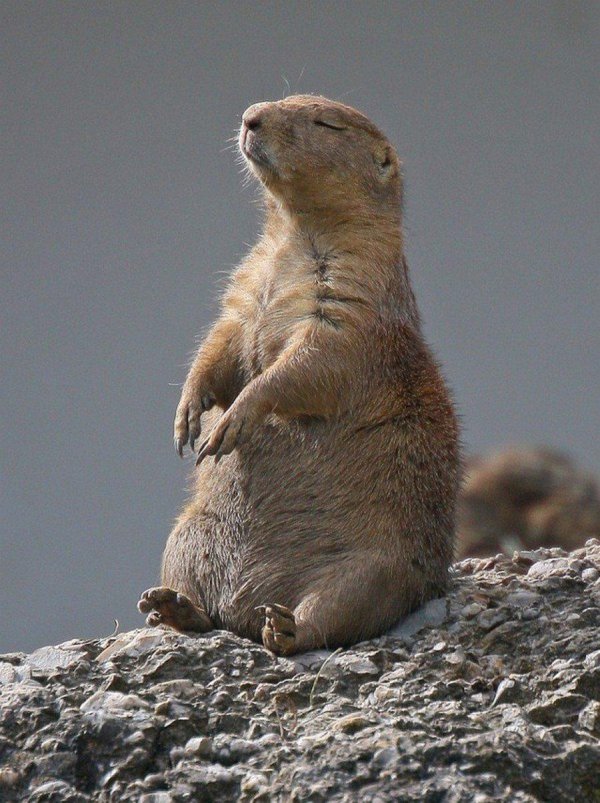 сурки байбаки