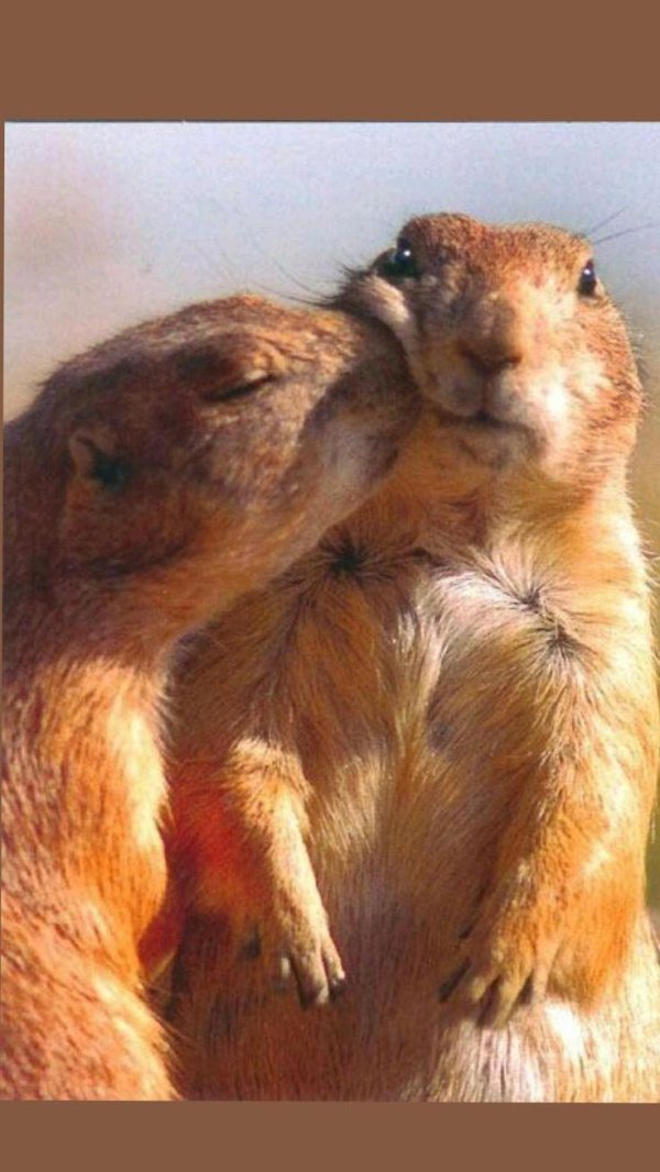 обнимающиеся животные