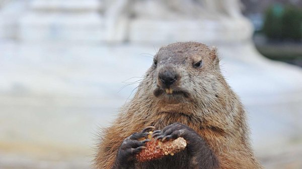 сурокбайбак крик