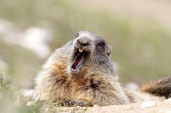 орущий суслик