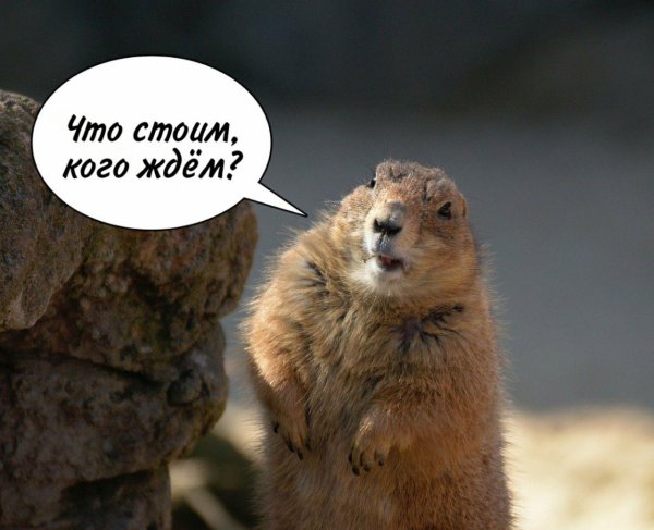 байбак луговая собачка