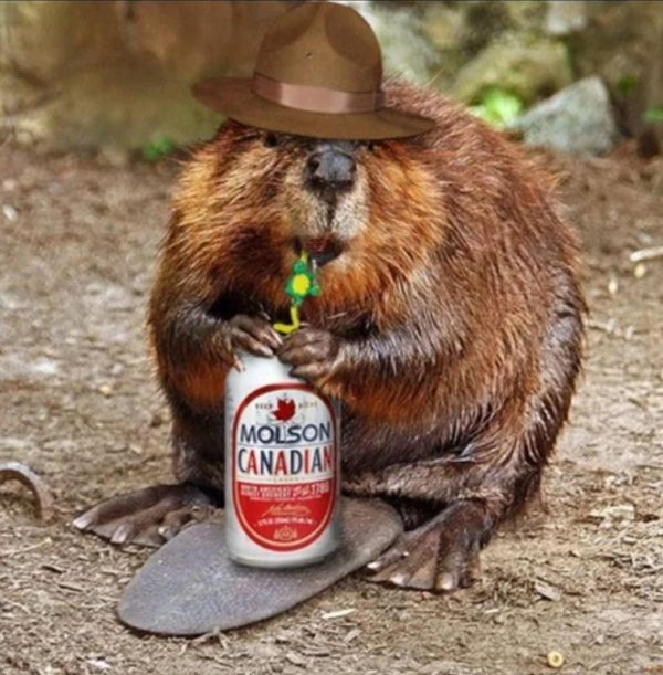 бобр канадский