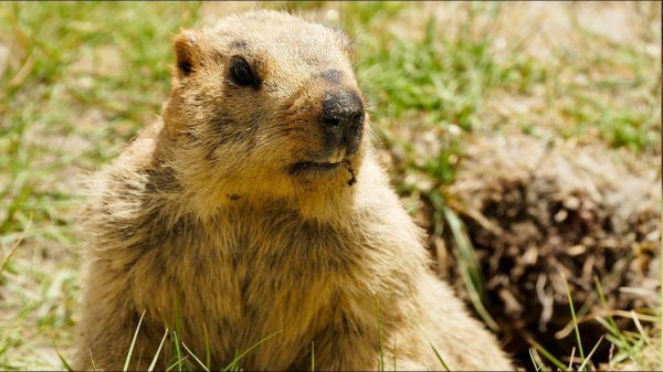 сурки байбаки