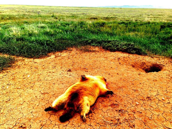 сурокбайбак сурки